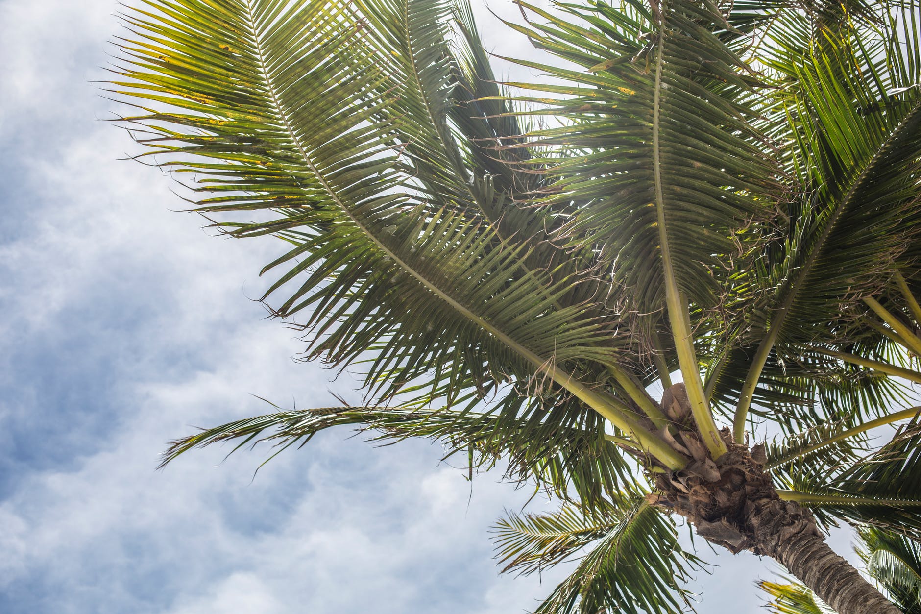 clouds cloudy skies coconut coconut trees
